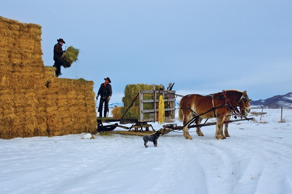 Cowboys throw bales onto wagon.