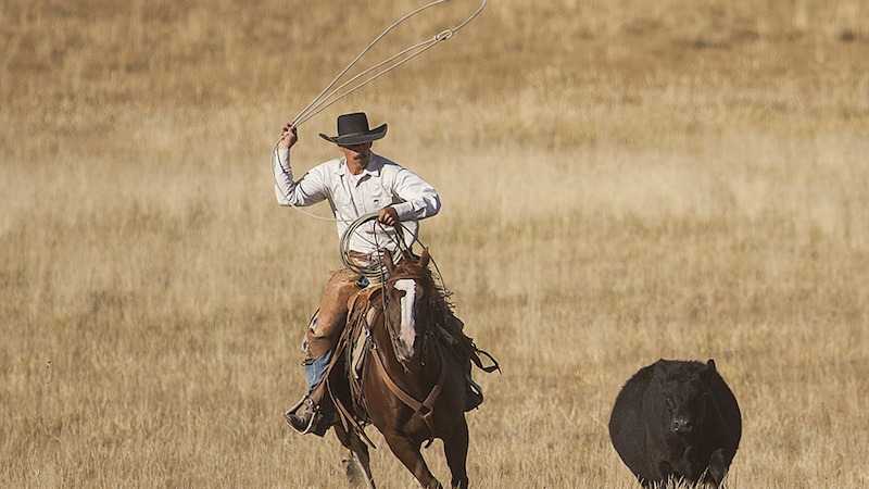 Horses Handle Cattle Best - Western Horseman