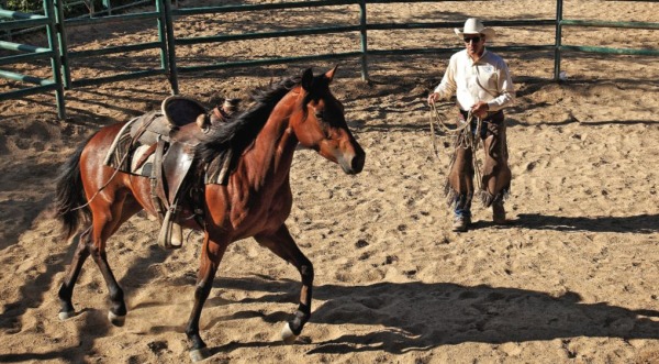 Richard Winters working his colt in the round pen.
