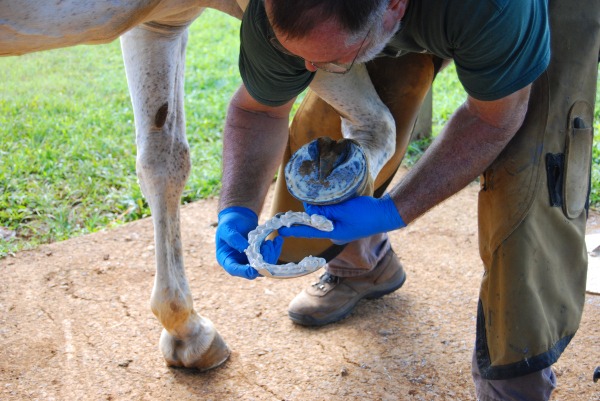 Glue can be applied to the hoof and followed by a clean shoe, or it can be applied directly to the shoe and applied to a clean, dry hoof. Applying Glue