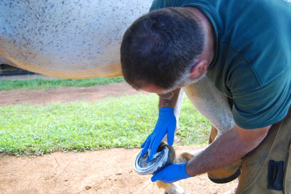 Next, the shoe is carefully attached to the hoof. Setting Shoe