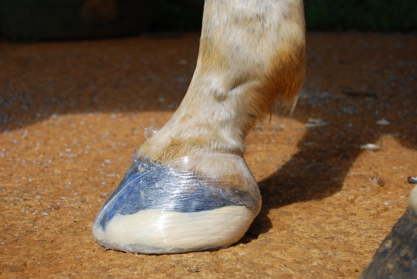 The foot is wrapped in plastic wrap while the glue cures. Wrapped Hoof
