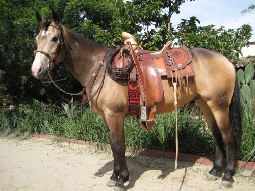 Mexican Charro Saddle