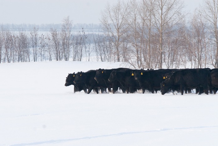 Cows walk through a snowy pasture in Russia last winter.