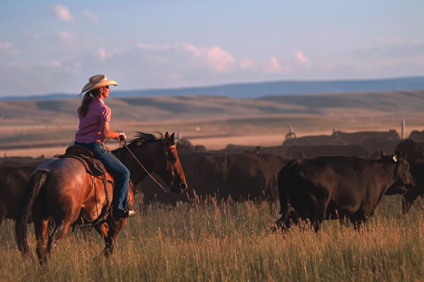 Sara Stevenson, Darrell's wife, works quarantine cattle in Montana last summer.