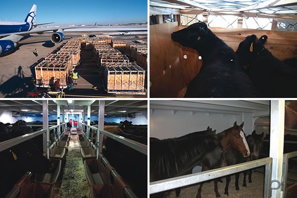 Top: Most of Stevenson's cattle traveled to Russia via air in livestock crates, seen here on the taramac at Chicago O'Hare International Airport. Bottom: The cattle and horses transported by cargo ship across the Atlantic endured a tumultuous, 26-day voyage.