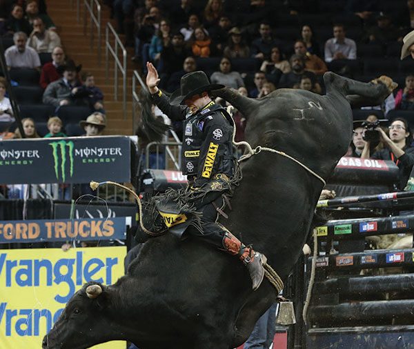 The success of PBR has led it to venues across the country. Madison Square Garden was the setting for the New York City Built Ford Tough Series event in January, when Douglas Duncan attempted to ride Robinson’s Delco during the championship round. Photo by ANDY WATSON/BULLSTOCKMEDIA