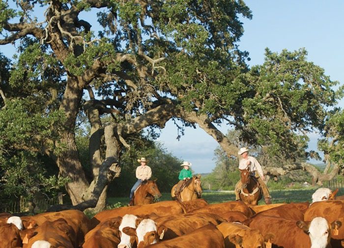 Brown Ranches