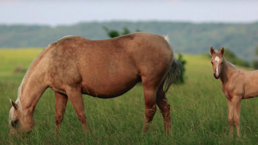 A Bar Ranch