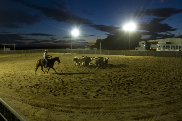 Just before 6 a.m., Boyd warms up his seventh horse for the day.