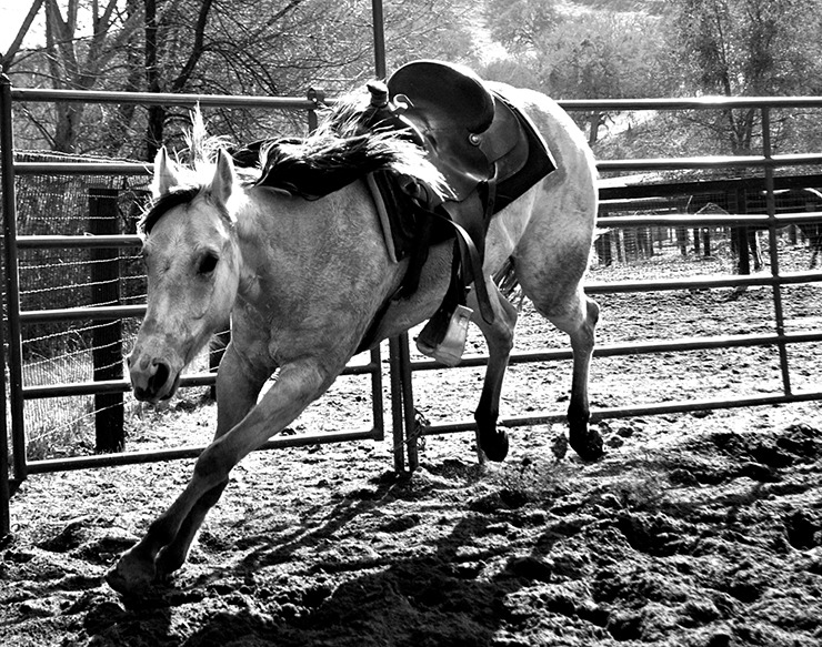 Spunky, young horses 