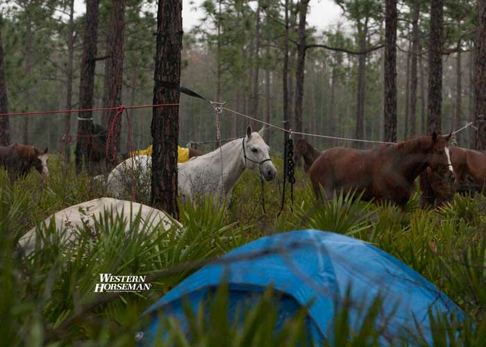 ch FL Cattle Drive 16 IMG 8343