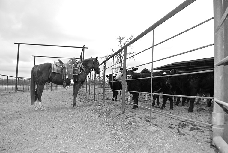 Horse standing at the fence
