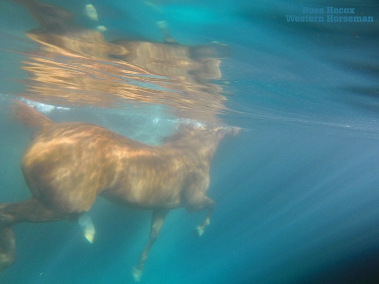 On a hot day in the summer of 2015, Associate Editor Katie Frank and I visited Outlaw Equine in Decatur, Texas, to work on a story about water therapy for equine athletes. I shot this image with a GoPro camera that I held under the water. We also captured some cool video footage. Swimming does wonders for horses recovering from injury, and I'm sure they are happy to slip into the pool on those days the temperature reaches the upper 90s. The story appeared in the October 2015 issue.