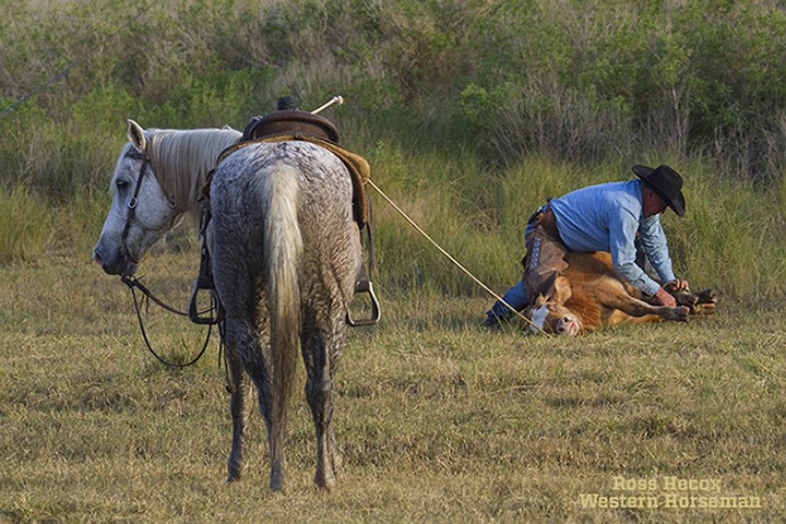 Cajun Tie Down Western Horseman