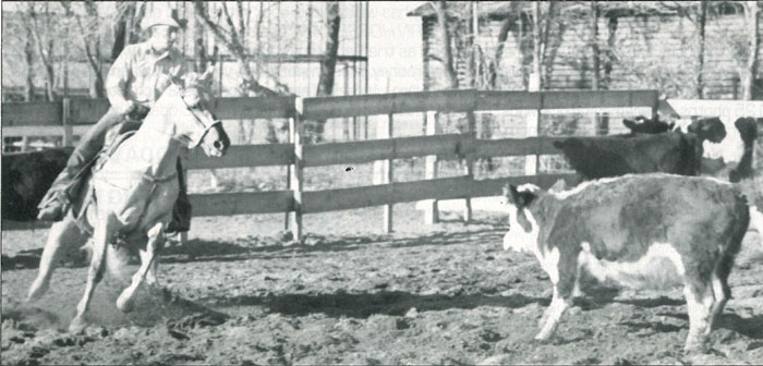 Hollywood Jac 86 working a cow