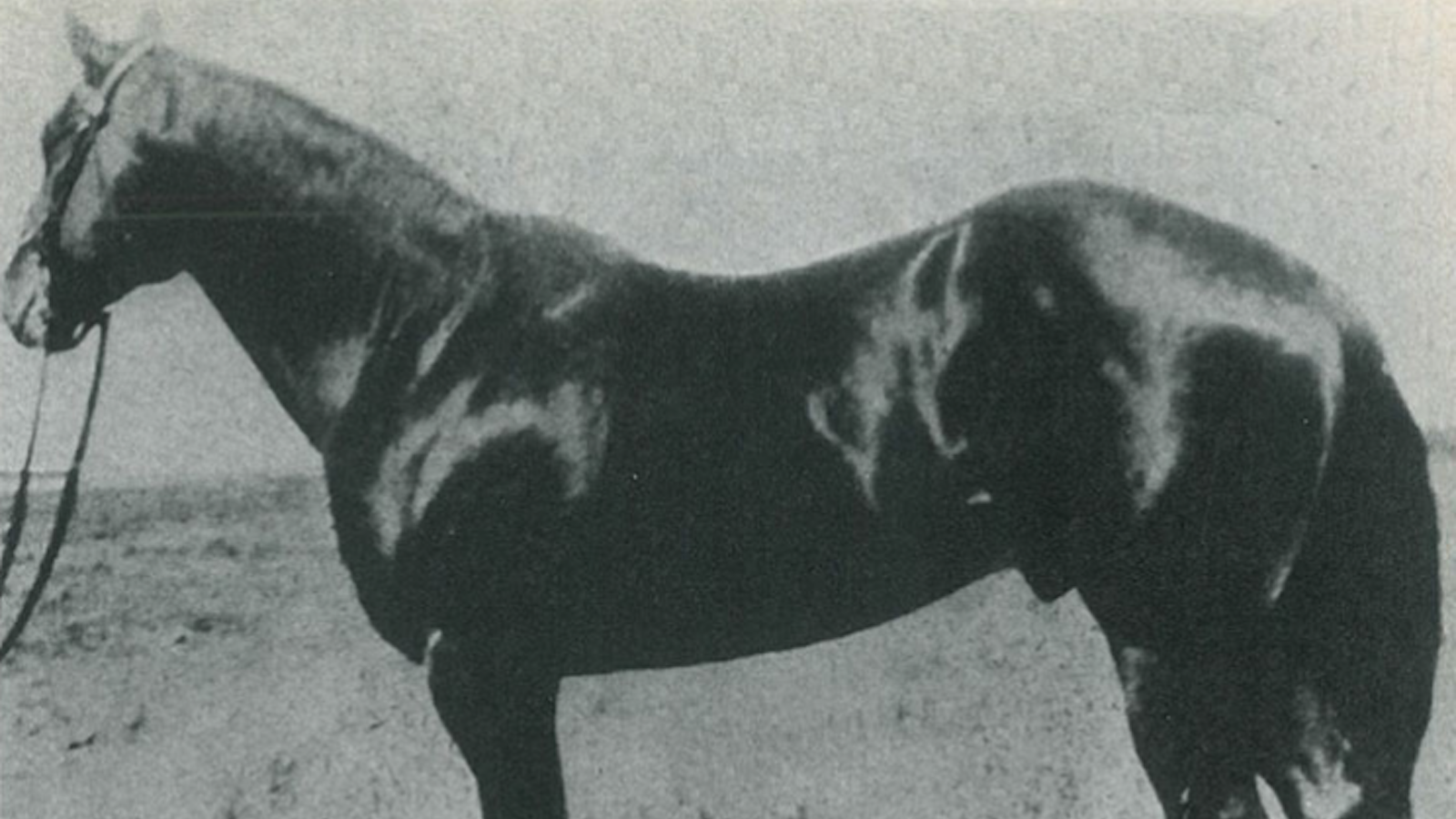 black quarter horse stallion