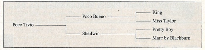 PocoTivio pedigree