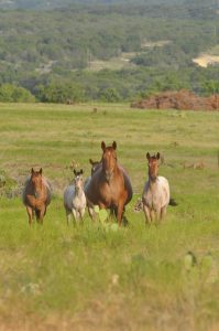 mares babies