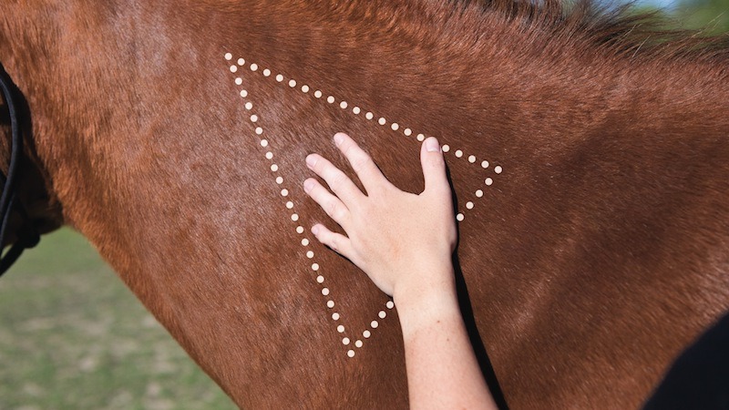 horse injection site