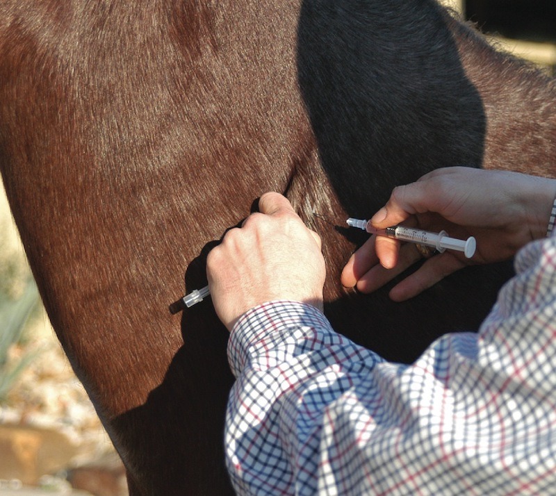 pinching skin at horse injection site