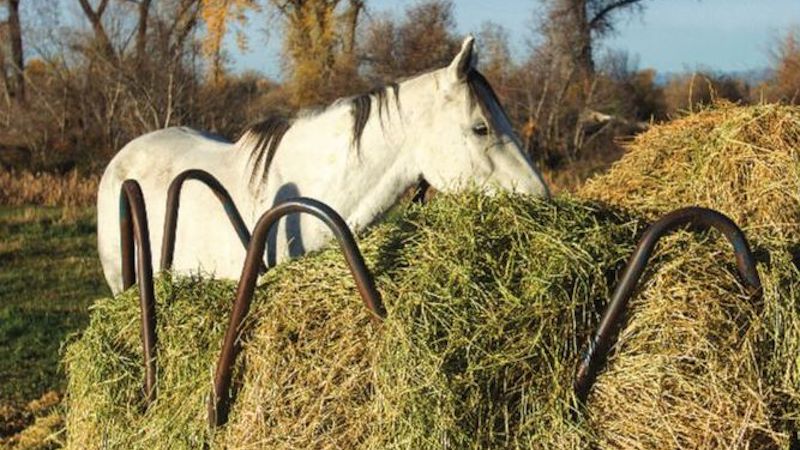 horse eating round bale of hay