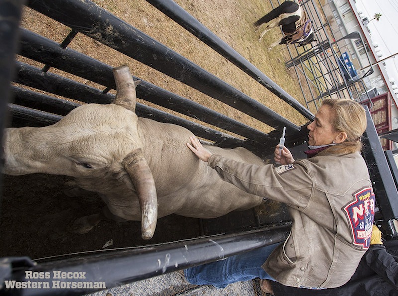 DVM Leslie Schur giving an injection to a bucking bull at the NFR
