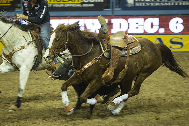 AQHA Horse of the Year Scooter making a steer wrestling run at the NFR