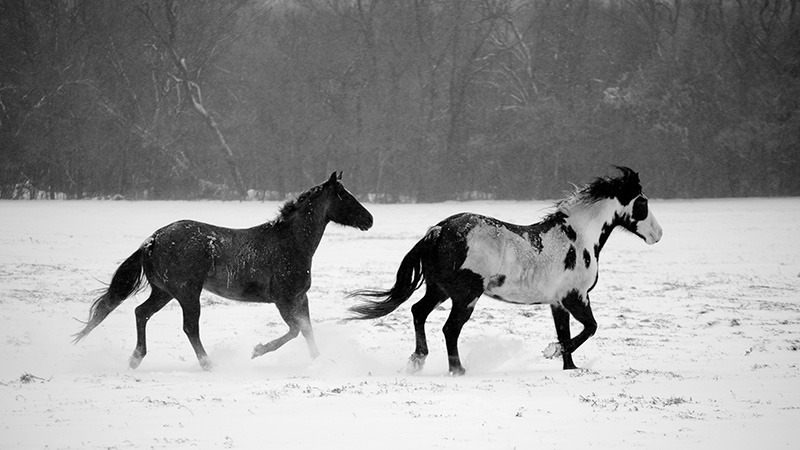 horses running through the snow