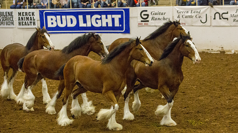 budweiser clydesdales 