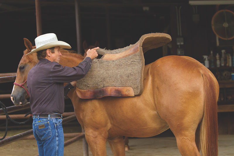 Craig Cameron putting a saddle pad on a yearling