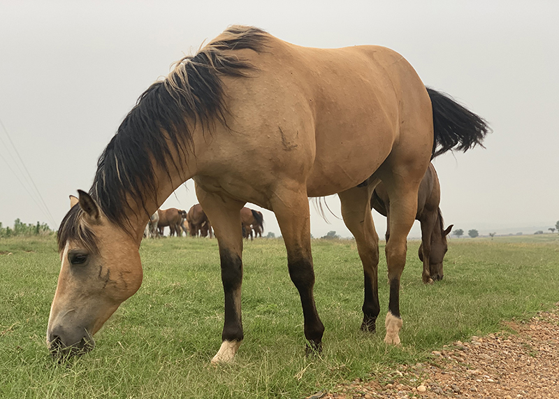 A horse eating grass in a field. Ensuring they get enough food and water is on the top of the list of horse health concerns. 