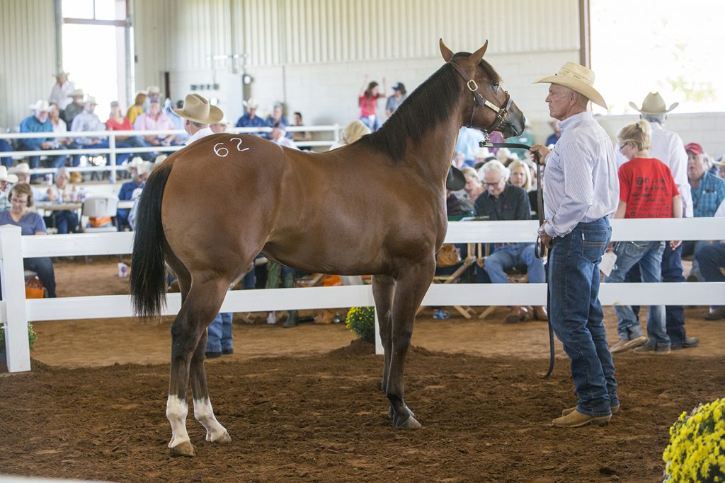BigTime Prices at 6666's Return to the Remuda Sale Western Horseman