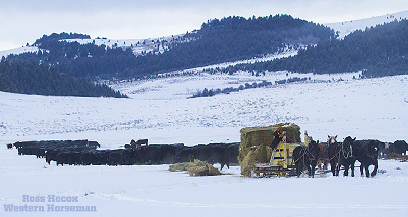 Rancher Ed Fryer feeds cows with a team of draft horses on Castle Mountain Ranch in Montana. 