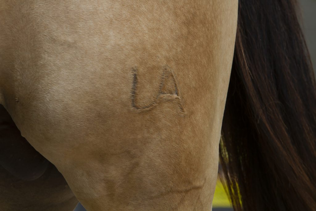 Most horses at the prison are homebred and branded with the Louisiana State Penitentiary brand.