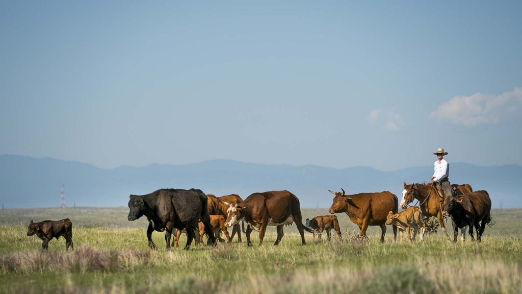 A cowboy moves cattle horseback at Chico Basin Ranch in Colorado.