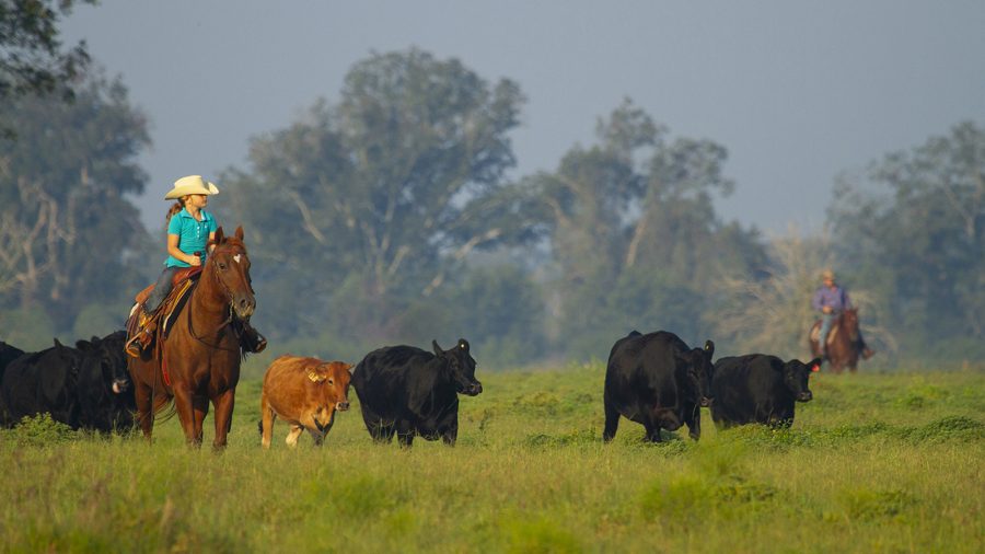 Sidney Kahla rides her horse among cattle in green grass.