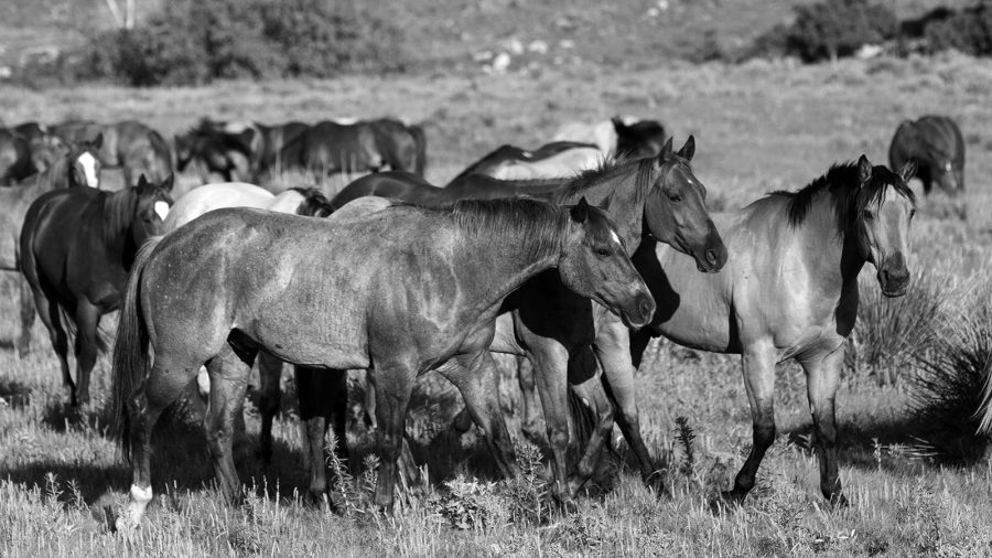 Assessing good horses is like tasting wine.