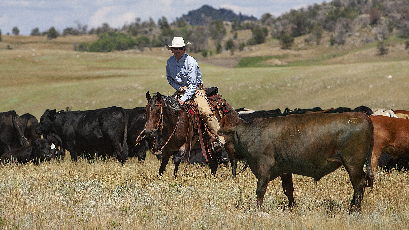 Working cattle in the pasture improves a cutting horse