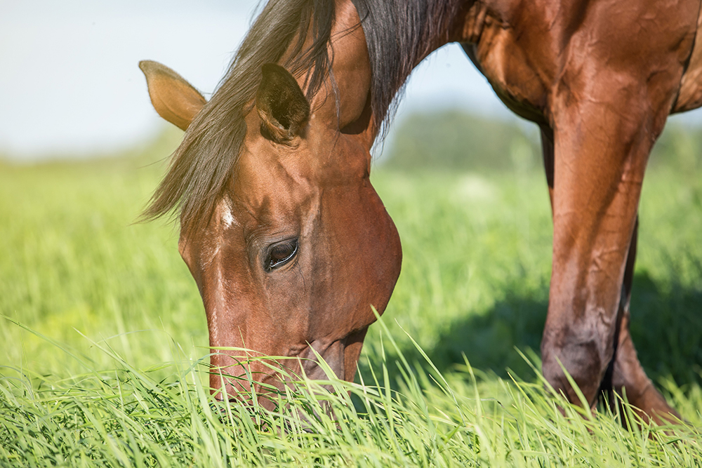 Horse Feed and Forage