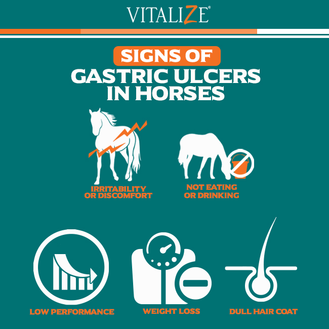 signs of ulcer issues in horses infographic