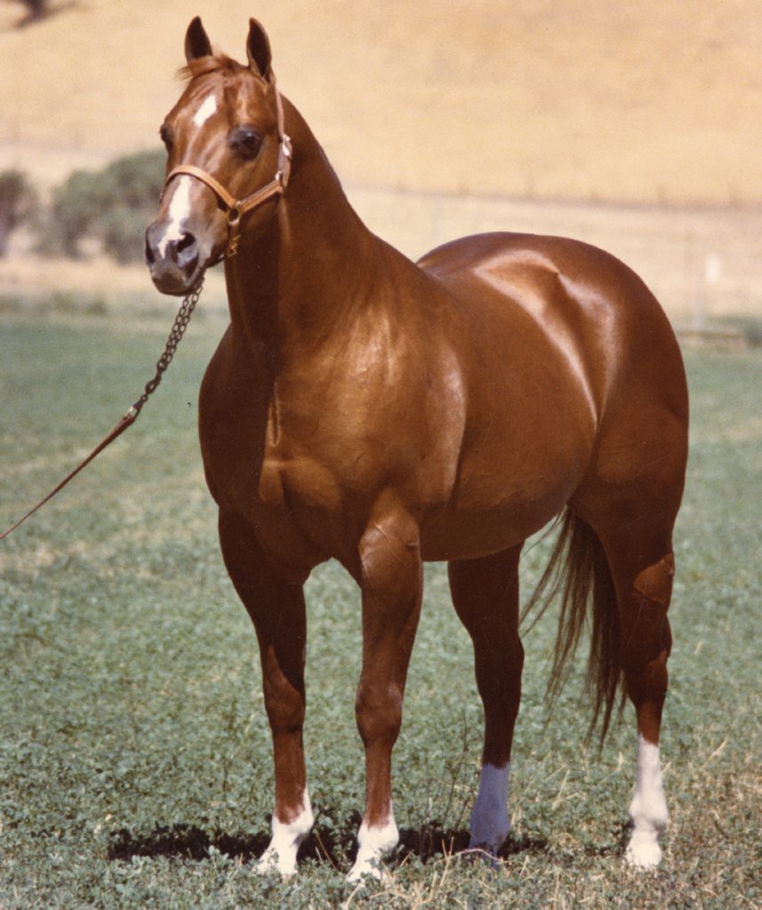 Number seven of the top ranch horse bloodlines is Doc Bar.