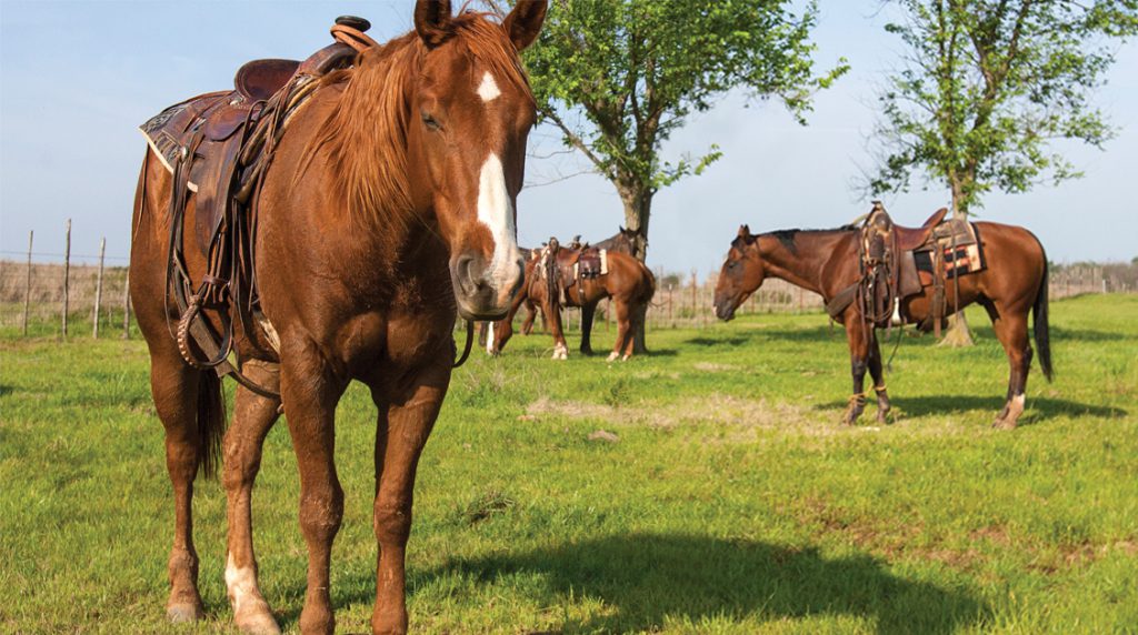 Stay Parked HobbleTrained Horses Western Horseman