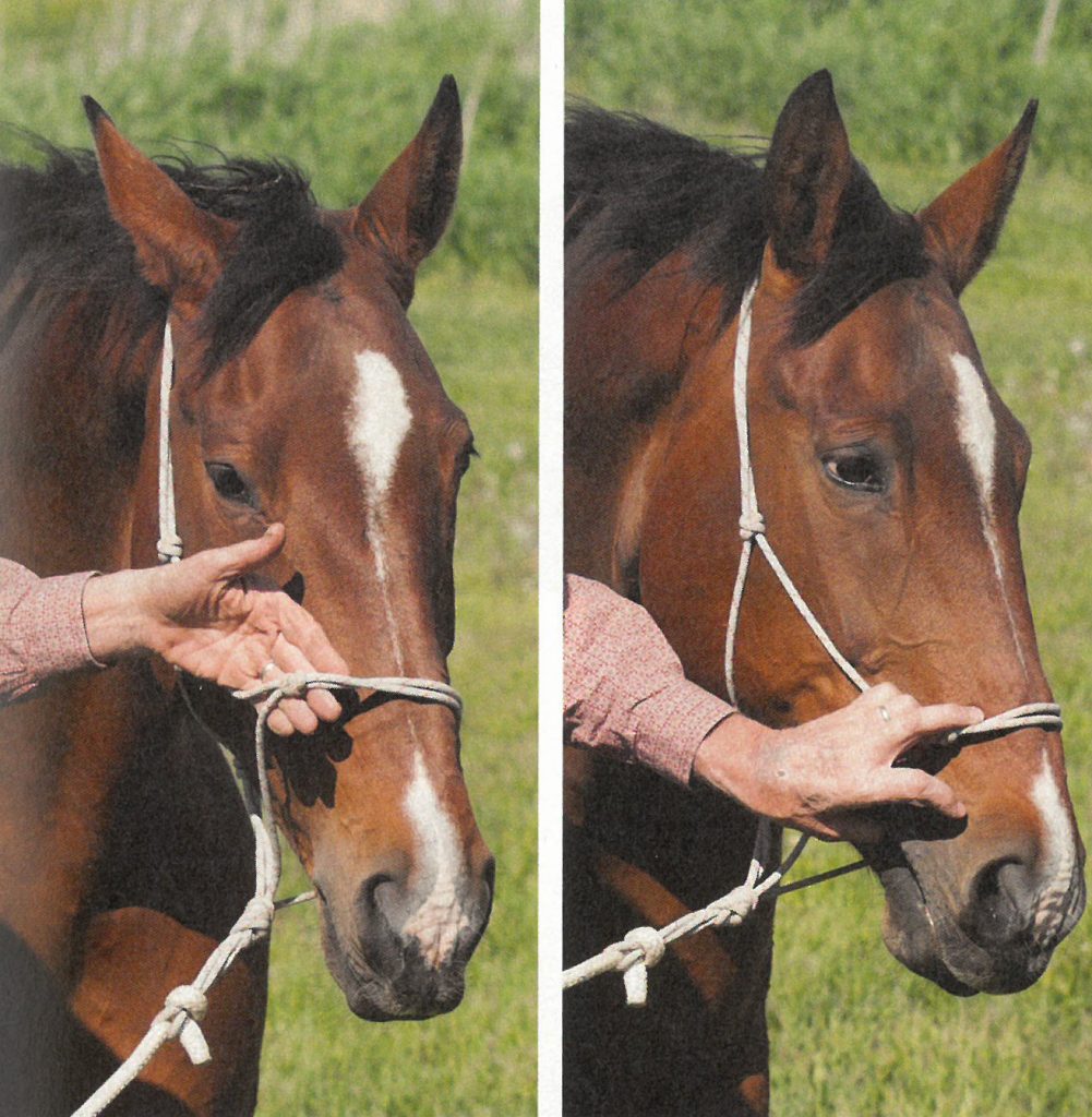 Tarr demonstrates the proper way to restrain a horse using a halter handhold.