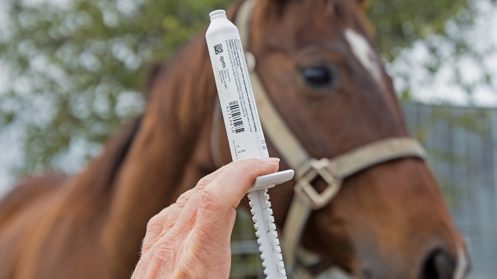 Worming horses is an important part of management.