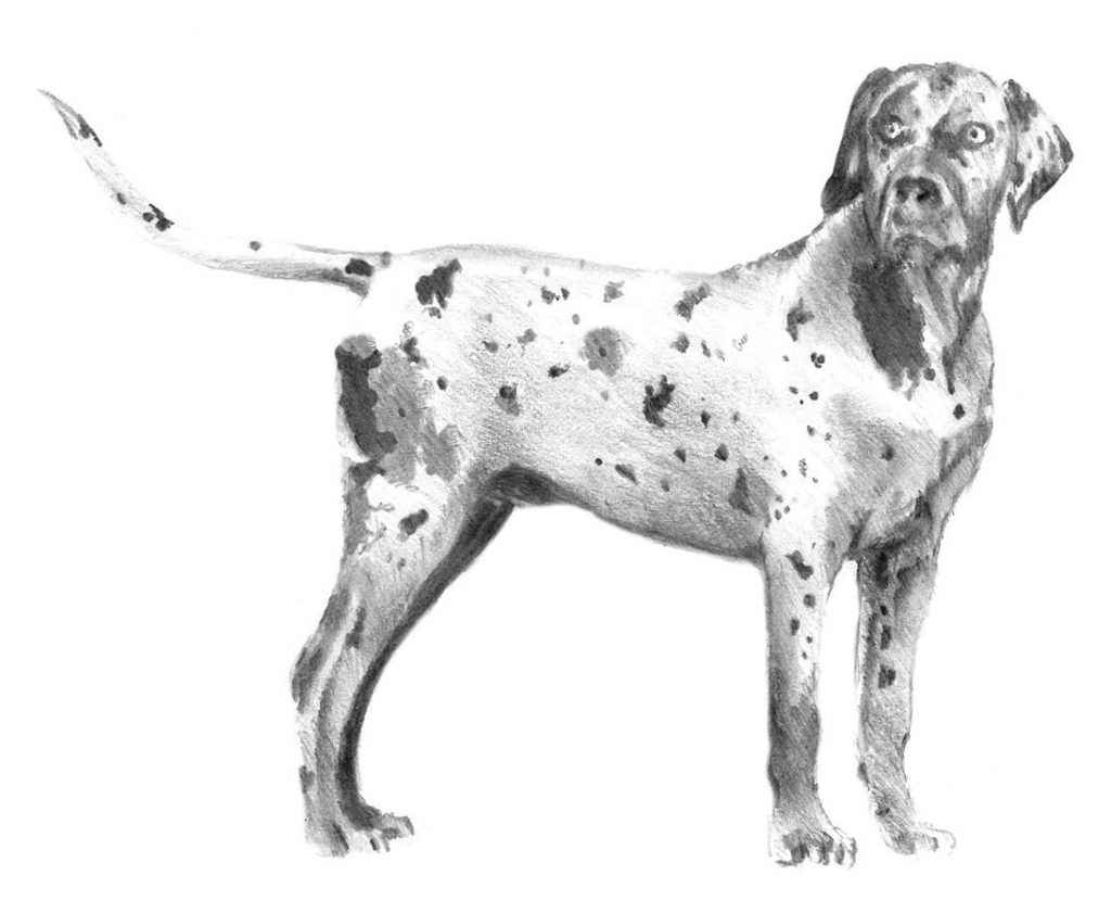 The Catahoula is a stock dog primarily used in the Deep South.