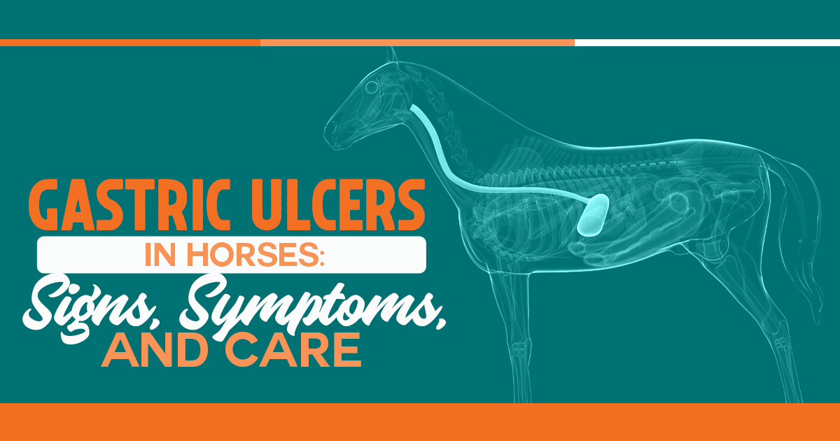 Gastric Ulcers signs symptoms and care