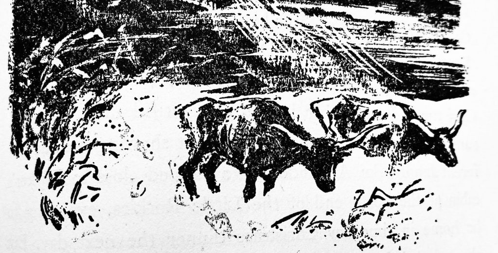 longhorn cattle illustration by Ross Santee