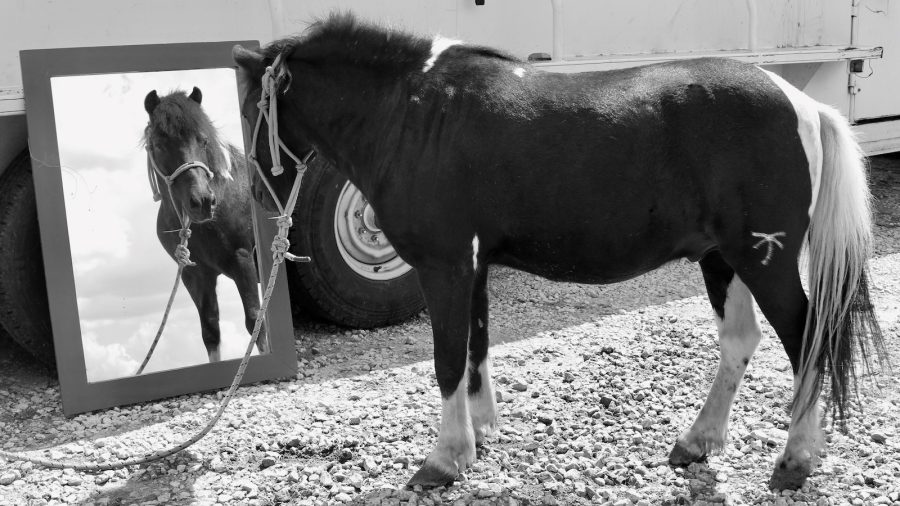 Pony looking in the mirror