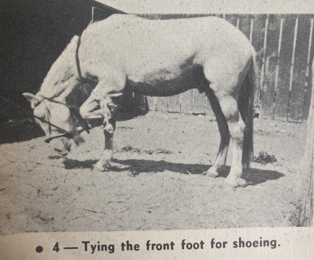 When I was buckarooing we did our own shoeing, and often tacked on the first shoes shortly after this ground work and the first good ride.